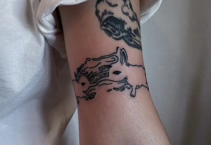 coelhinho, pulso