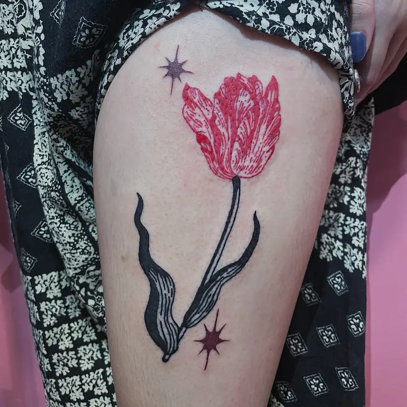 tulipa, coxa